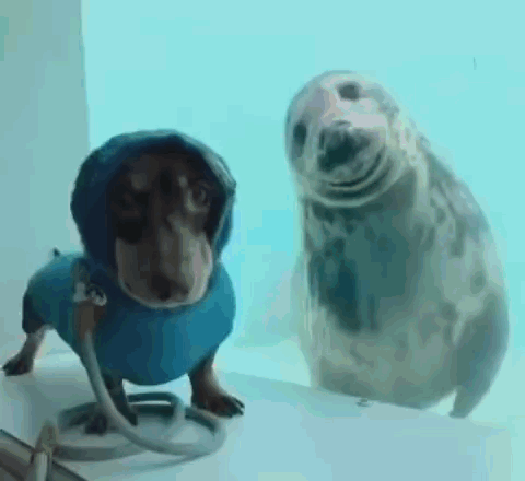 Inefablejuly Dachshund Dog Posing With His Best Friend A Seal GIF