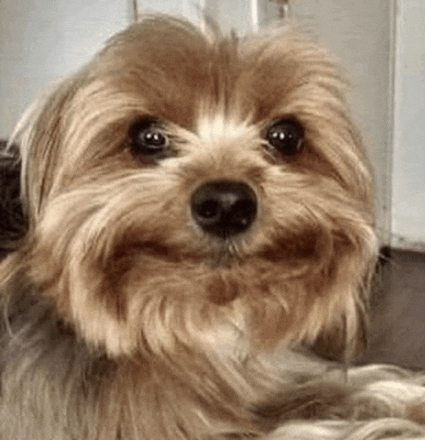 Innocent Smile Awkward Meme