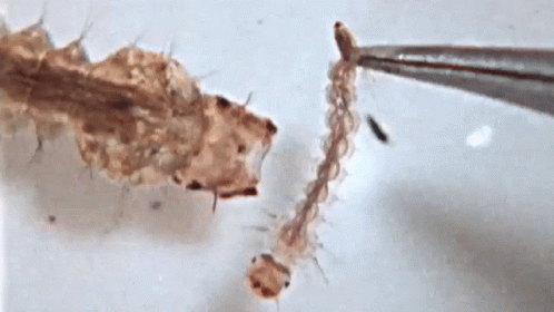 Insect Eating GIF