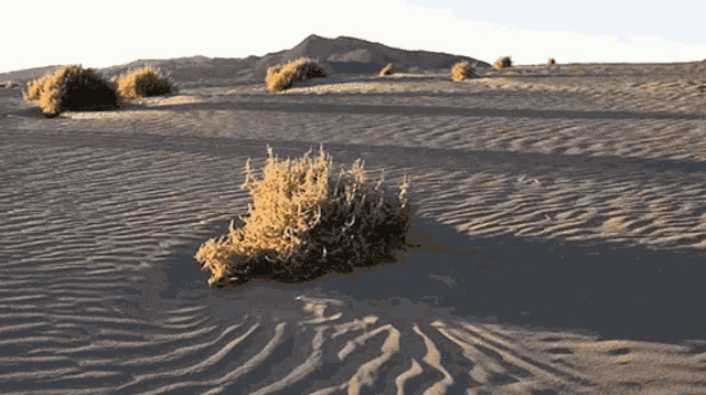 Iota Tumbleweed GIF