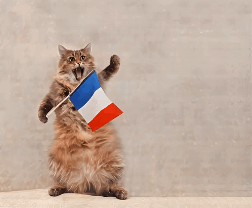 Ishka Cat GIF