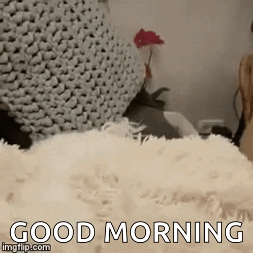 Its Bedtime Dog GIF
