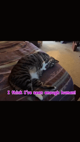 I’ve Seen Enough Human Aww So Cute GIF