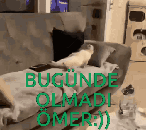 Izmir35 GIF