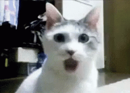 Jaw Drop Cat GIF