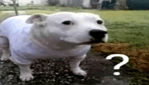 Jdfj Meme
