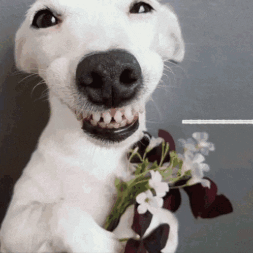 Jegulitos Jegulitos Juantin GIF