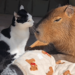 Jennie Capybara Cat Capybara GIF