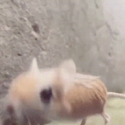 Jerboa GIF