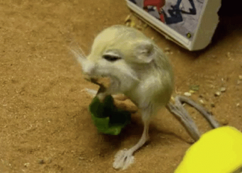 Jerboa Jerma GIF