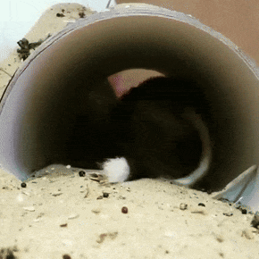 Jerboa Jumping Mouse GIF