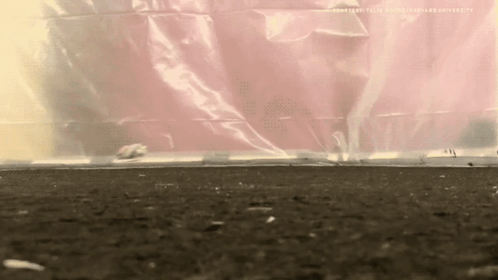 Jerboa Kangaroo Rat GIF