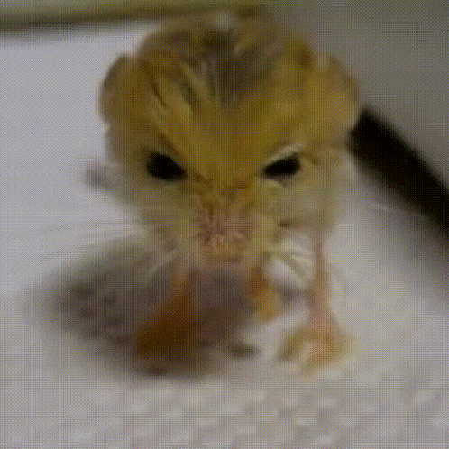 Jerboa GIF