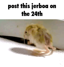 Jerboa Post This GIF