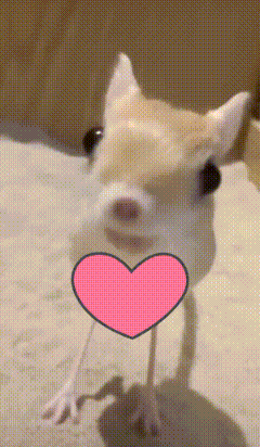 Jerboa GIF