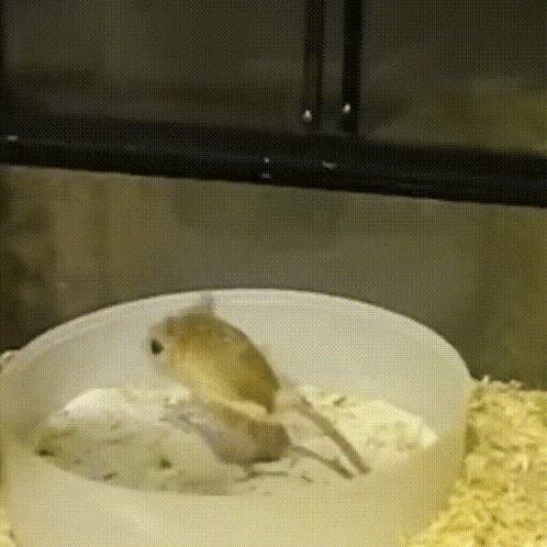 Jerboa GIF