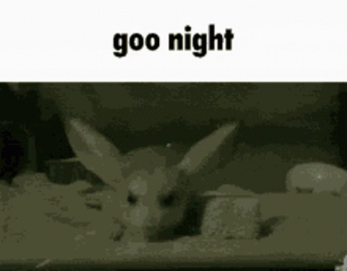 Jerboa Roingus GIF
