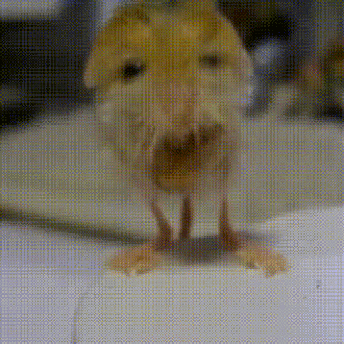 Jerboa GIF