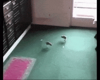 Jerboa Silly GIF
