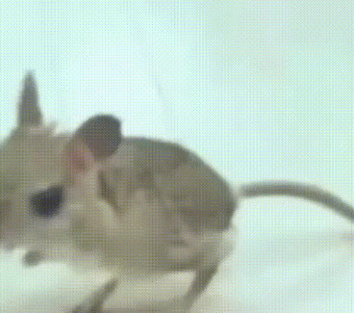 Jerboa GIF