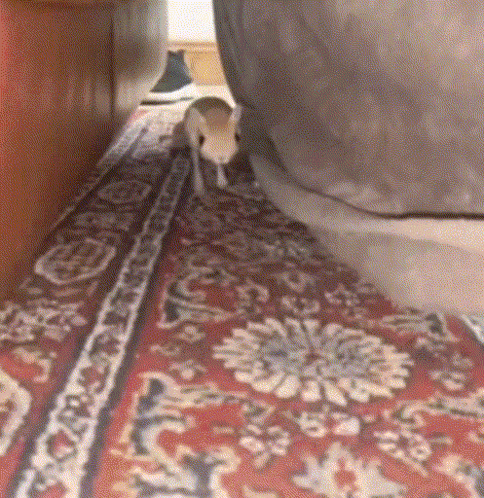 Jerboa GIF