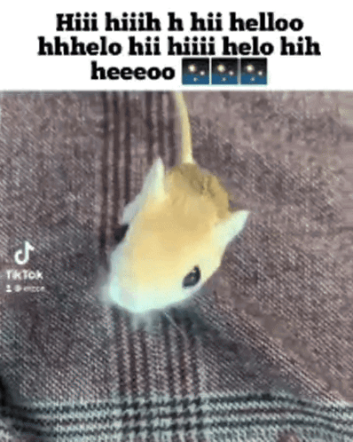 Jerma Jerboa GIF