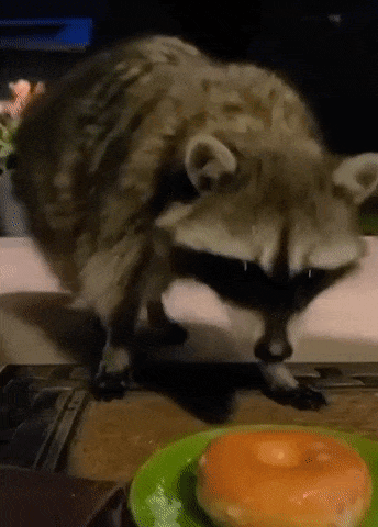 Jmf76 Raccoon GIF