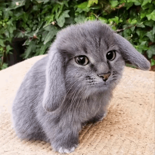 Jojagifs Suvondutch GIF