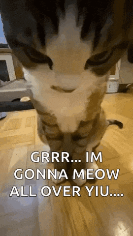 Judgement Cat Angry Cat GIF