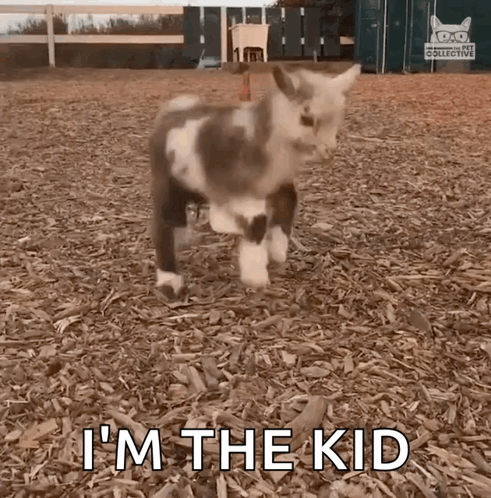 Jumping Kid Jumping GIF