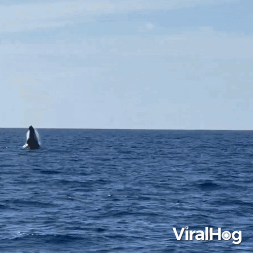 Jumping Out Of The Water Viralhog GIF