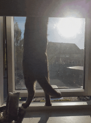 Juniper Cat GIF