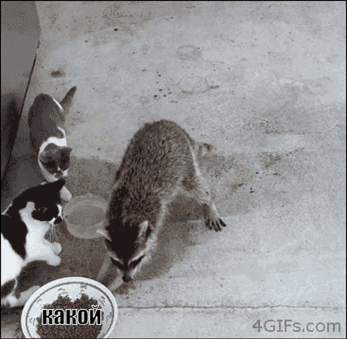 Kakon Cat GIF