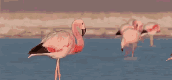 Kampus GIF