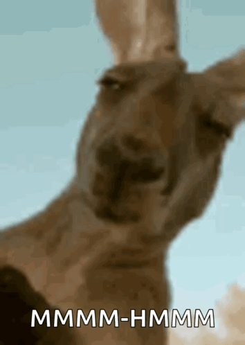 Kangaroo Squint GIF