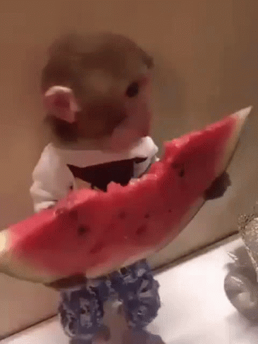 Kashdior GIF