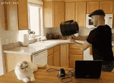 Kats Cat GIF