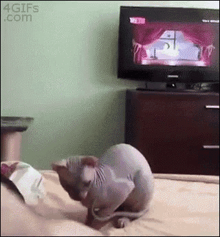 Katty GIF