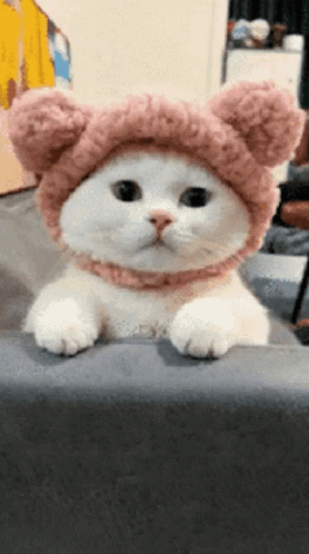 Katze Schleck GIF