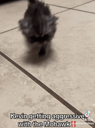 Kevin Kitten GIF