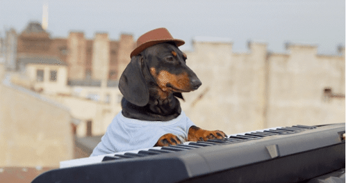 Keydog GIF