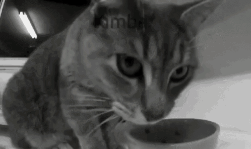 Kimba Cat GIF