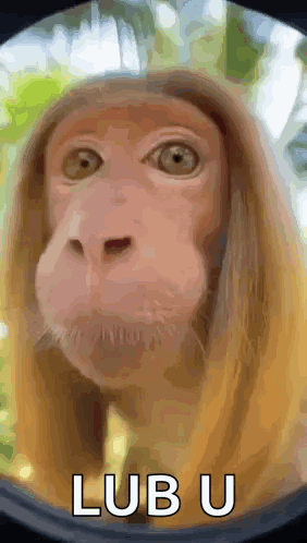 Kiss Monkey GIF