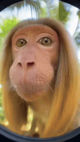 Kiss Monkey GIF