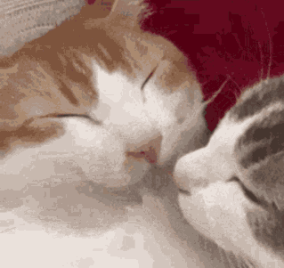 Kiss Smooch GIF
