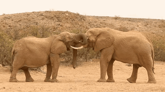 Kissing Robert E Fuller GIF