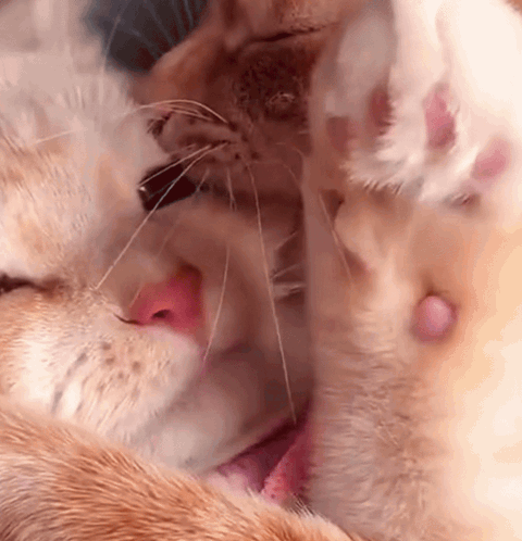Kitten Bite Cuteness Aggression GIF