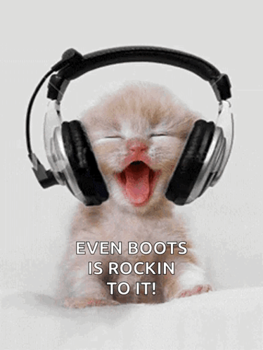 Kitten Cat GIF