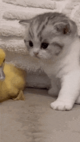 Kitten Duck GIF