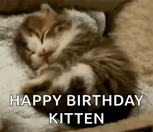 Kitten GIF